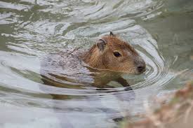 Capybara